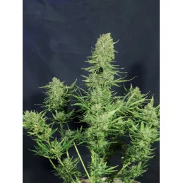 LEMON HAZE AUTO - Kannabia - WWW.SEEDS-BANK.CZ JIHLAVA