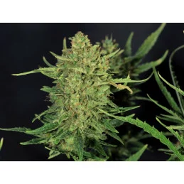 LEMON HAZE AUTO - Kannabia - WWW.SEEDS-BANK.CZ JIHLAVA