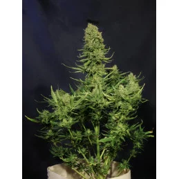 LEMON HAZE AUTO - Kannabia - WWW.SEEDS-BANK.CZ JIHLAVA