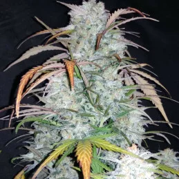 LEMON HAZE AUTO - Kannabia - WWW.SEEDS-BANK.CZ JIHLAVA