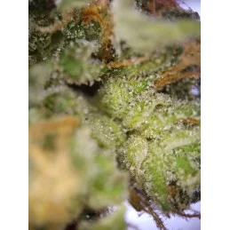 LEMON HAZE AUTO - Kannabia - WWW.SEEDS-BANK.CZ JIHLAVA