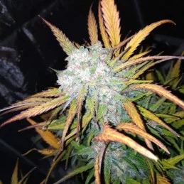 LEMON HAZE AUTO - Kannabia - WWW.SEEDS-BANK.CZ JIHLAVA