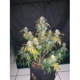 LEMON HAZE AUTO - Kannabia - WWW.SEEDS-BANK.CZ JIHLAVA