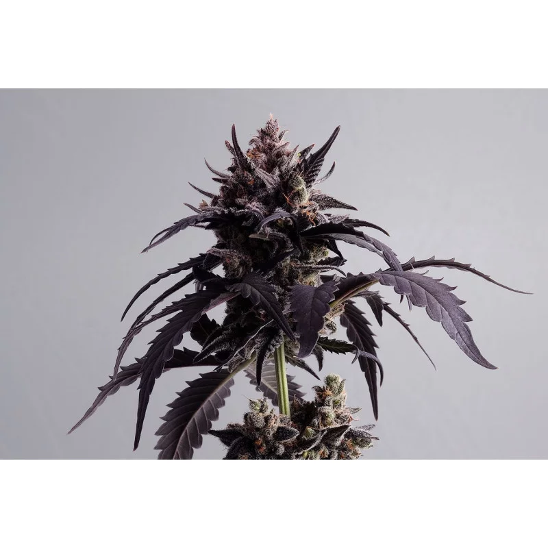 GINGER PUNCH AUTO - Kannabia - WWW.SEEDS-BANK.CZ JIHLAVA