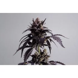 GINGER PUNCH AUTO - Kannabia - WWW.SEEDS-BANK.CZ JIHLAVA