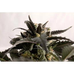 GINGER PUNCH AUTO - Kannabia - WWW.SEEDS-BANK.CZ JIHLAVA
