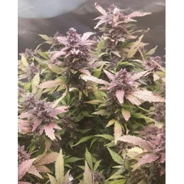 GINGER PUNCH AUTO - Kannabia - WWW.SEEDS-BANK.CZ JIHLAVA