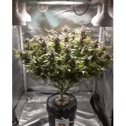 GINGER PUNCH AUTO - Kannabia - WWW.SEEDS-BANK.CZ JIHLAVA