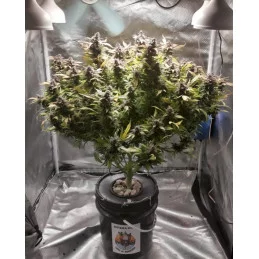 GINGER PUNCH AUTO - Kannabia - WWW.SEEDS-BANK.CZ JIHLAVA