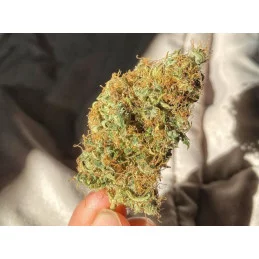 GINGER PUNCH AUTO - Kannabia - WWW.SEEDS-BANK.CZ JIHLAVA