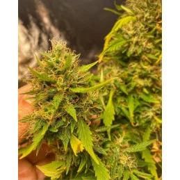 GINGER PUNCH AUTO - Kannabia - WWW.SEEDS-BANK.CZ JIHLAVA