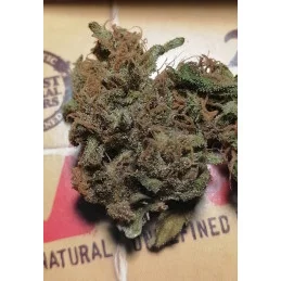 DREAM SHERBET AUTO - Kannabia - WWW.SEEDS-BANK.CZ JIHLAVA
