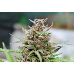 BABY BOOM AUTO - Kannabia - WWW.SEEDS-BANK.CZ JIHLAVA