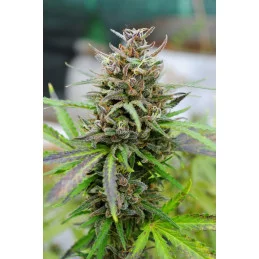 BABY BOOM AUTO - Kannabia - WWW.SEEDS-BANK.CZ JIHLAVA
