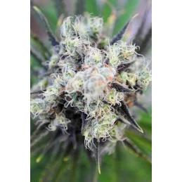 BABY BOOM AUTO - Kannabia - WWW.SEEDS-BANK.CZ JIHLAVA