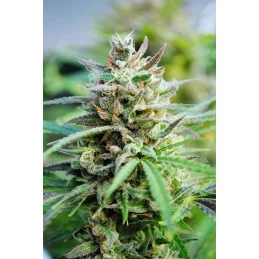 BABY BOOM AUTO - Kannabia - WWW.SEEDS-BANK.CZ JIHLAVA