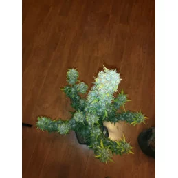 BABY BOOM AUTO - Kannabia - WWW.SEEDS-BANK.CZ JIHLAVA