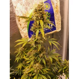 BABY BOOM AUTO - Kannabia - WWW.SEEDS-BANK.CZ JIHLAVA