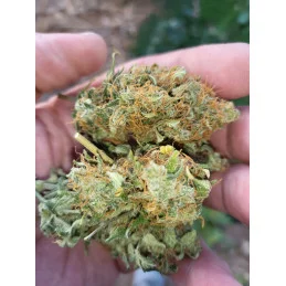 BABY BOOM AUTO - Kannabia - WWW.SEEDS-BANK.CZ JIHLAVA