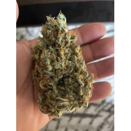 BABY BOOM AUTO - Kannabia - WWW.SEEDS-BANK.CZ JIHLAVA