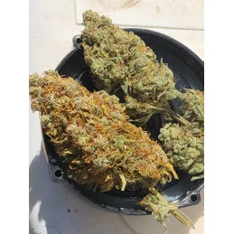 BABY BOOM AUTO - Kannabia - WWW.SEEDS-BANK.CZ JIHLAVA