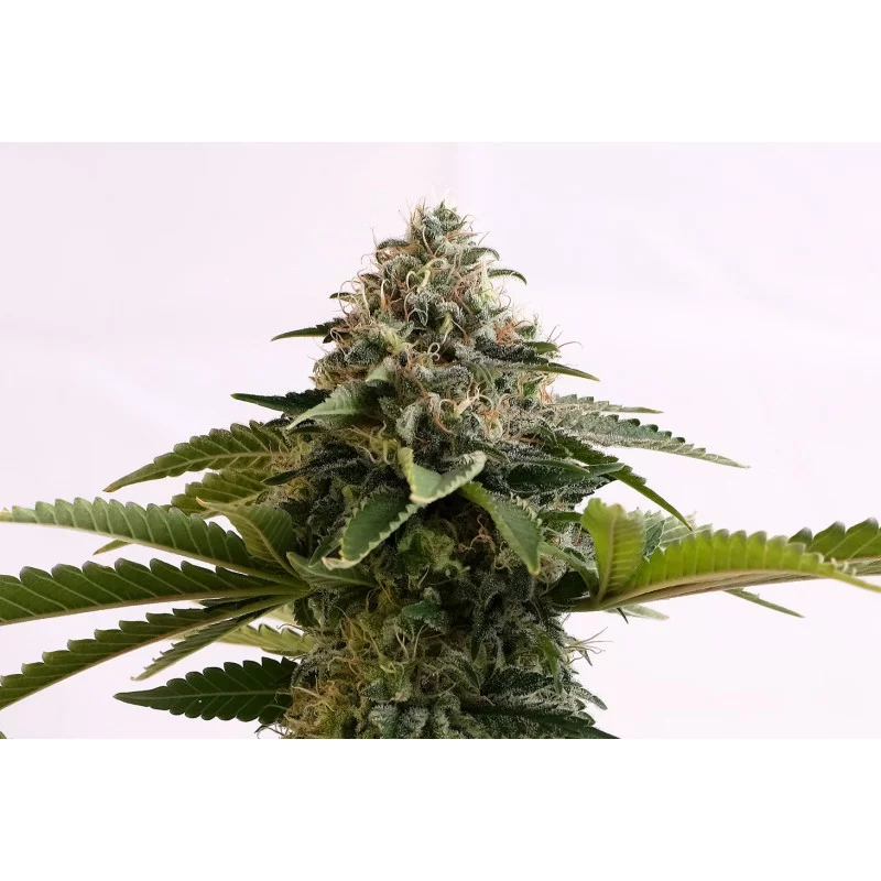 AMNESIA DREAM XL AUTO - Kannabia - WWW.SEEDS-BANK.CZ JIHLAVA