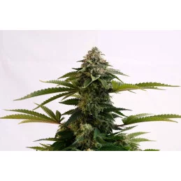 AMNESIA DREAM XL AUTO - Kannabia - WWW.SEEDS-BANK.CZ JIHLAVA