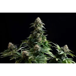 AMNESIA DREAM XL AUTO - Kannabia - WWW.SEEDS-BANK.CZ JIHLAVA