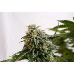 AMNESIA DREAM XL AUTO - Kannabia - WWW.SEEDS-BANK.CZ JIHLAVA