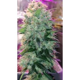AMNESIA DREAM XL AUTO - Kannabia - WWW.SEEDS-BANK.CZ JIHLAVA