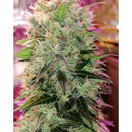 AMNESIA DREAM XL AUTO - Kannabia - WWW.SEEDS-BANK.CZ JIHLAVA