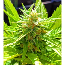 AMNESIA DREAM XL AUTO - Kannabia - WWW.SEEDS-BANK.CZ JIHLAVA