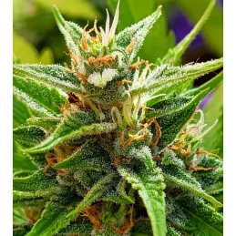 AMNESIA DREAM XL AUTO - Kannabia - WWW.SEEDS-BANK.CZ JIHLAVA