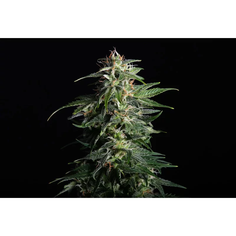 SWISS DREAM AUTO CBD - Kannabia - WWW.SEEDS-BANK.CZ JIHLAVA