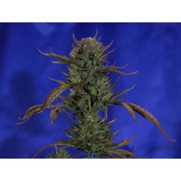 SWISS DREAM AUTO CBD - Kannabia - WWW.SEEDS-BANK.CZ JIHLAVA