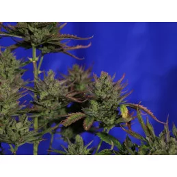SWISS DREAM AUTO CBD - Kannabia - WWW.SEEDS-BANK.CZ JIHLAVA