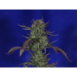SWISS DREAM AUTO CBD - Kannabia - WWW.SEEDS-BANK.CZ JIHLAVA