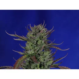 SWISS DREAM AUTO CBD - Kannabia - WWW.SEEDS-BANK.CZ JIHLAVA
