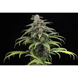 CBG AUTO - Kannabia - WWW.SEEDS-BANK.CZ JIHLAVA