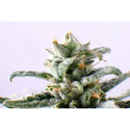 CBG AUTO - Kannabia - WWW.SEEDS-BANK.CZ JIHLAVA