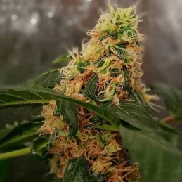 CBG AUTO - Kannabia - WWW.SEEDS-BANK.CZ JIHLAVA