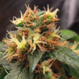CBG AUTO - Kannabia - WWW.SEEDS-BANK.CZ JIHLAVA