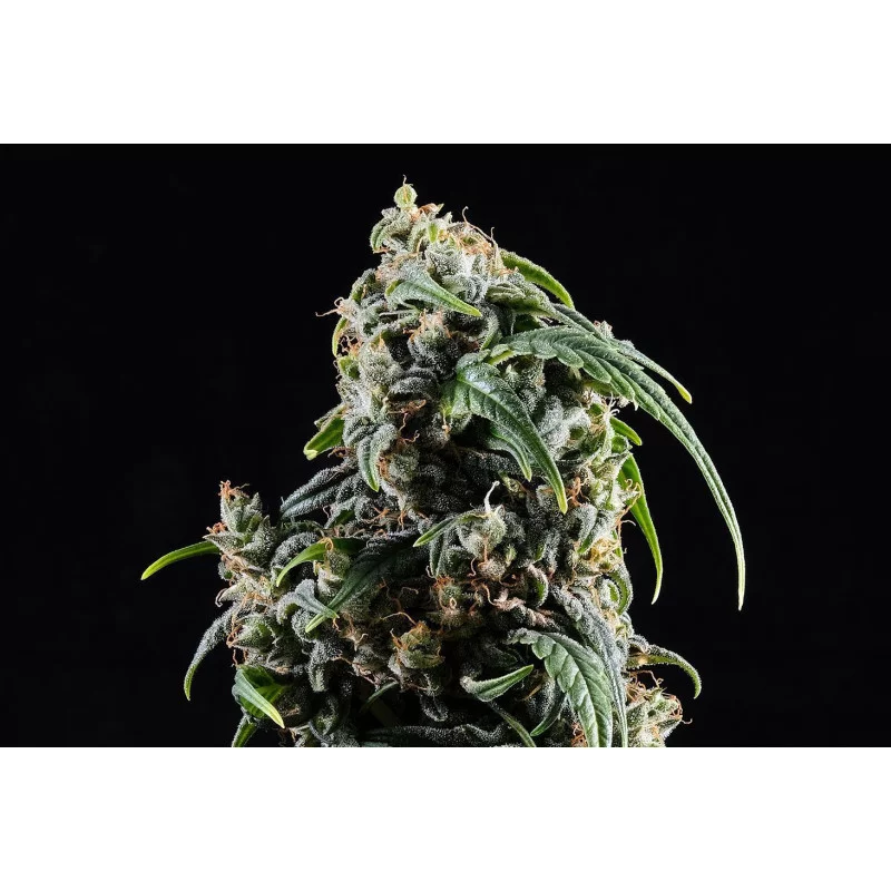 CBDV AUTO - Kannabia - WWW.SEEDS-BANK.CZ JIHLAVA