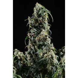 CBDV AUTO - Kannabia - WWW.SEEDS-BANK.CZ JIHLAVA