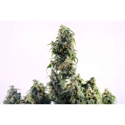 CBDV AUTO - Kannabia - WWW.SEEDS-BANK.CZ JIHLAVA