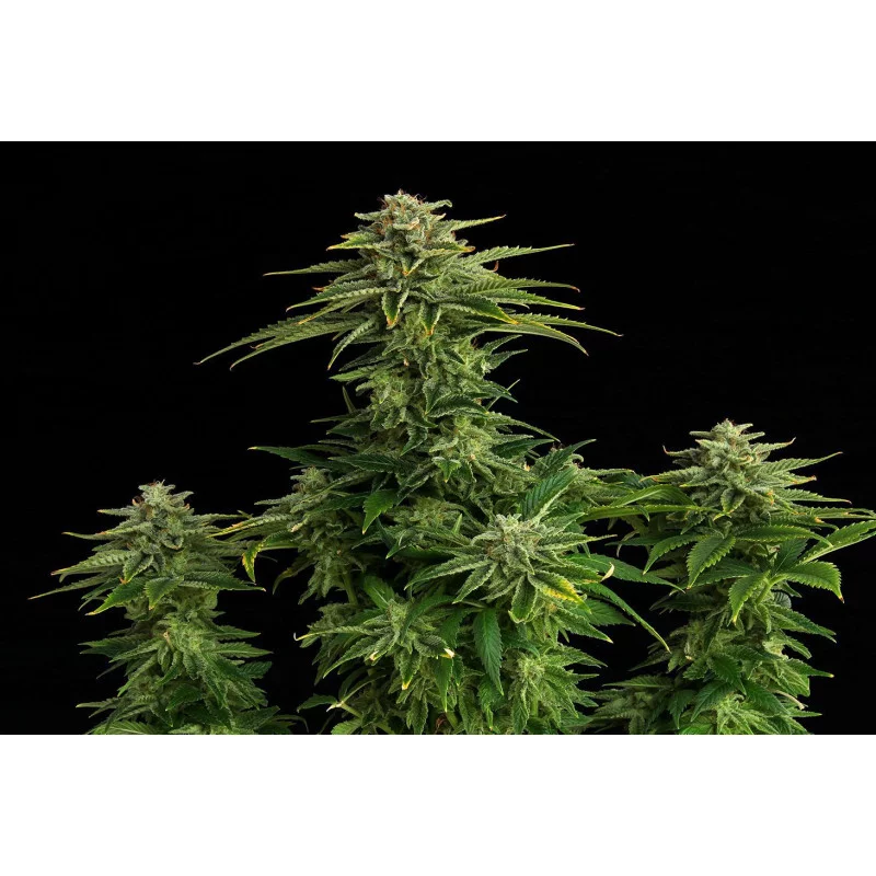 ZKIT KANDY DREAM - Kannabia - WWW.SEEDS-BANK.CZ JIHLAVA