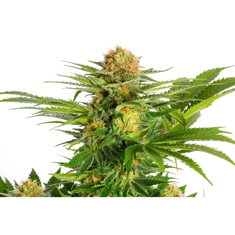 WHITE DOMINA - Kannabia - WWW.SEEDS-BANK.CZ JIHLAVA