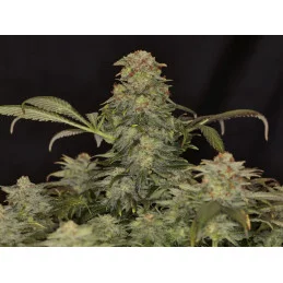 WHITE DOMINA - Kannabia - WWW.SEEDS-BANK.CZ JIHLAVA