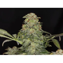 WHITE DOMINA - Kannabia - WWW.SEEDS-BANK.CZ JIHLAVA