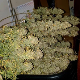WHITE DOMINA - Kannabia - WWW.SEEDS-BANK.CZ JIHLAVA